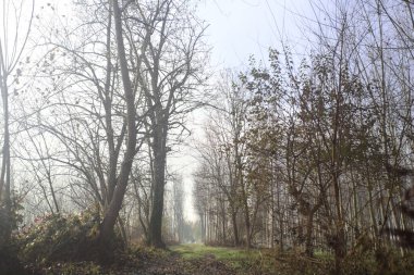 Parktaki toprak ve çamurlu patika.