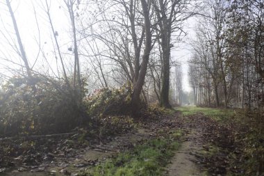 Parktaki toprak ve çamurlu patika.