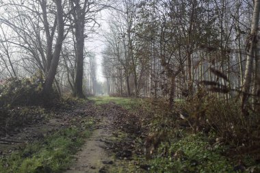 Parktaki toprak ve çamurlu patika.