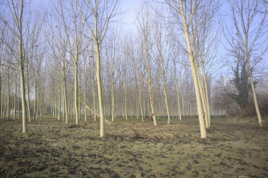 Nehir kıyısındaki huş ağacı çiftliği.