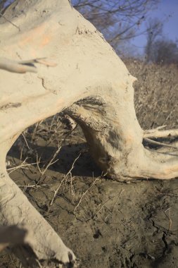 kum üzerinde dalgaların karaya attığı odun