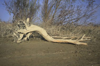 kum üzerinde dalgaların karaya attığı odun