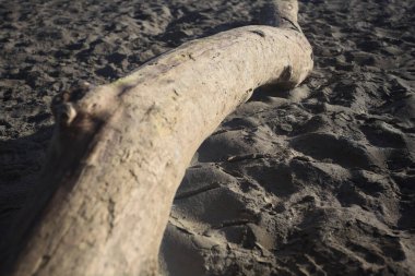 kum üzerinde dalgaların karaya attığı odun