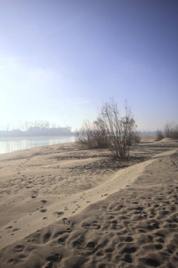 Çıplak ağaçlarla dolu geniş bir sürü.