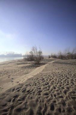 Çıplak ağaçlarla dolu geniş bir sürü.