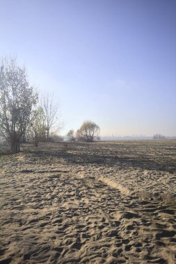 Çıplak ağaçlarla dolu geniş bir sürü.