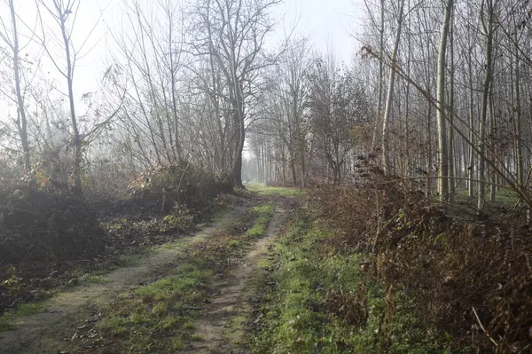 Parktaki toprak ve çamurlu patika.