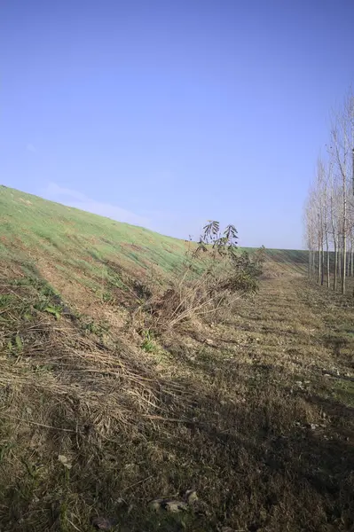 Bir toprak setin yanındaki huş ağacı çiftliği.