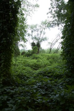 Nehir kıyısındaki açıklık