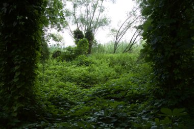 Nehir kıyısındaki açıklık