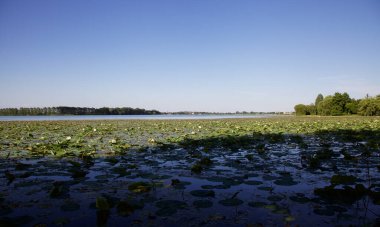 Çiçek açmış nilüfer çiçekleri