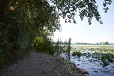 Çiçek açmış nilüfer çiçekleri