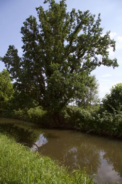 Dere kıyısında patika