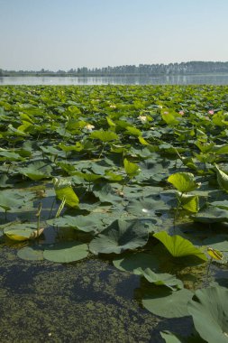 Çiçek açmış nilüfer çiçekleri