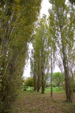 Üzerinde yapraklar olan bir yol.