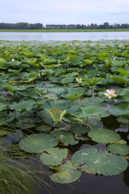 Çiçek açmış nilüfer çiçekleri