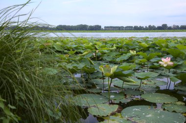 Çiçek açmış nilüfer çiçekleri