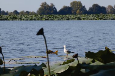Çiçek açmış nilüfer çiçekleri