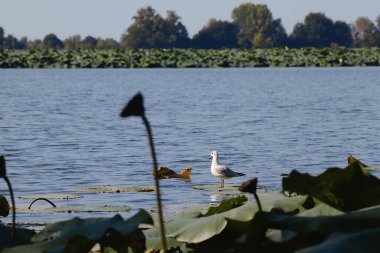 Çiçek açmış nilüfer çiçekleri