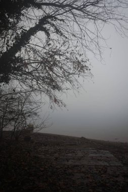 Ormanda bir Lakeshore