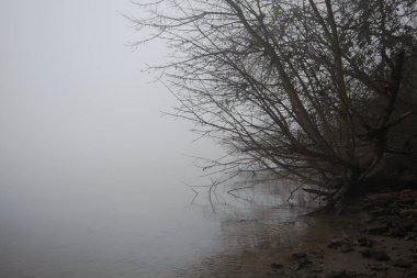 Sahilde çıplak ağaçlar