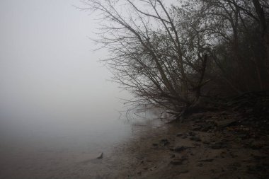 Sahilde çıplak ağaçlar