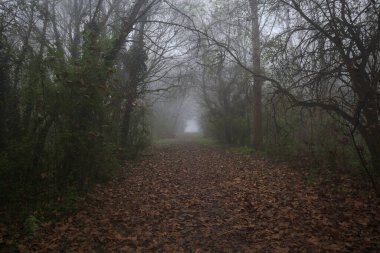 Kemerli ağaçlarla kaplı yol