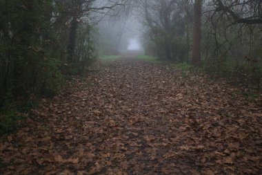 Kemerli ağaçlarla kaplı yol