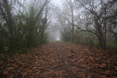 Kemerli ağaçlarla kaplı yol