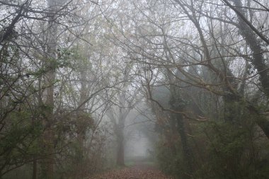 Kemerli ağaçlarla kaplı gölgeli bir yol.