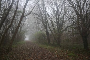 Kemerli ağaçlarla kaplı yol