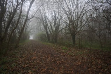 Kemerli ağaçlarla kaplı yol