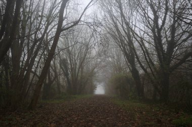 Kemerli ağaçlarla kaplı yol