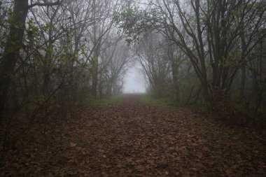 Kemerli ağaçlarla kaplı yol