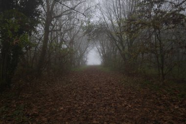 Kemerli ağaçlarla kaplı yol