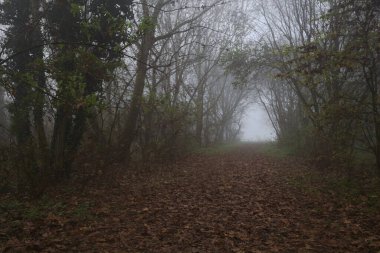 Kemerli ağaçlarla kaplı yol