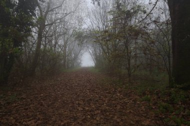 Kemerli ağaçlarla kaplı yol