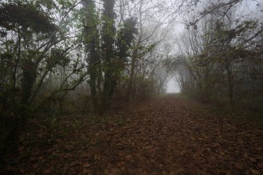 Kemerli ağaçlarla kaplı yol