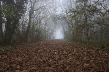 Kemerli ağaçlarla kaplı yol