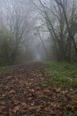 Kemerli ağaçlarla kaplı gölgeli bir yol.