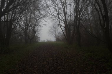 Göl kıyısındaki orman.