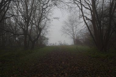 Göl kıyısındaki orman.