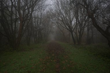 Kemerli ağaçlarla kaplı gölgeli bir yol.