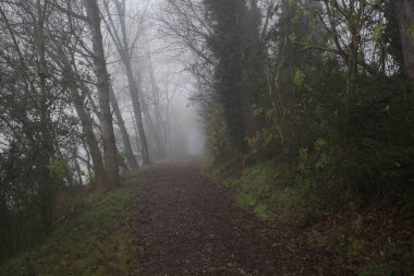 Göl kıyısında patika.