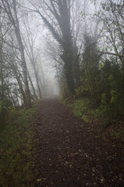 Göl kıyısında patika.