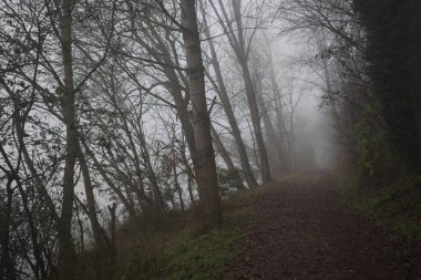 Göl kıyısında patika.