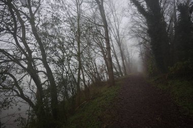 Göl kıyısında patika.