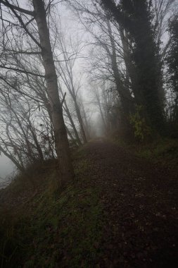 Göl kıyısında patika.