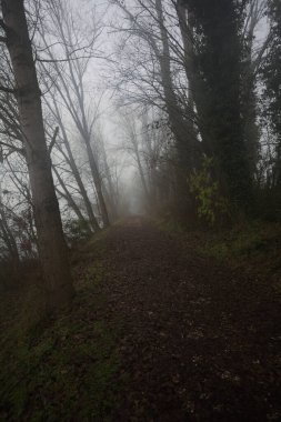 Göl kıyısında patika.