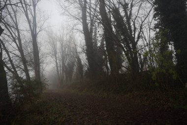 Göl kıyısında patika.